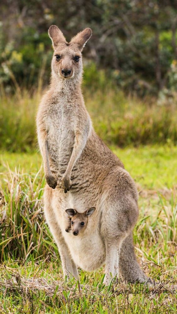 Marsupial Pouch