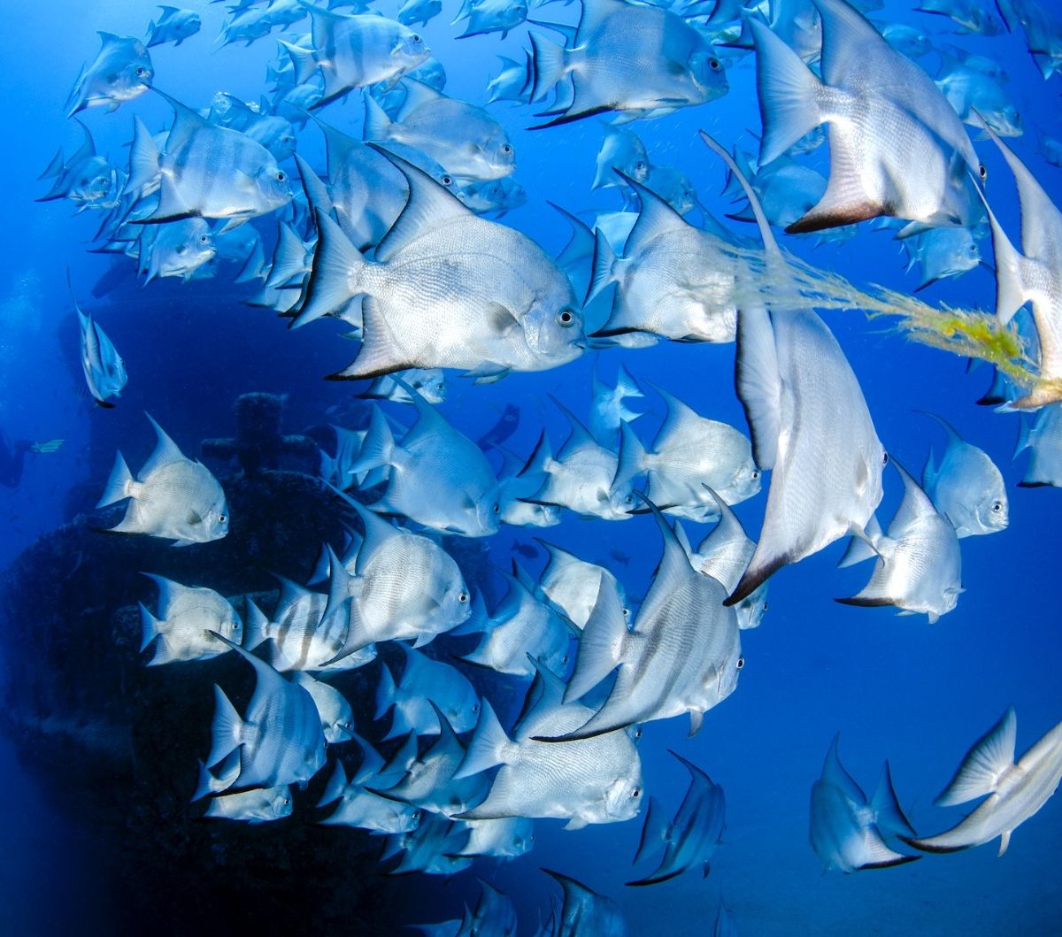 Discover the Mysteries of School Fish: 5 Surprising Facts