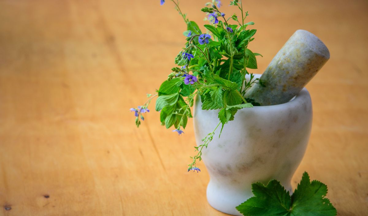8. Cara Mengusir Tokek di Rumah dengan Daun Mint atau Pandan