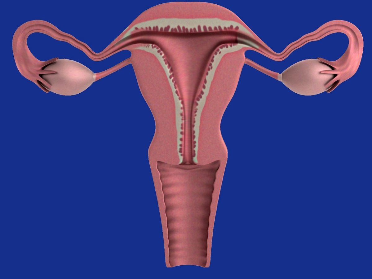 Fungsi Organ Reproduksi Wanita: Bagian Luar