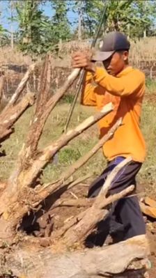 Demi Rupiah, Warga Bongkar Akar Jati Untuk Kerajian Nilainya Fantastis