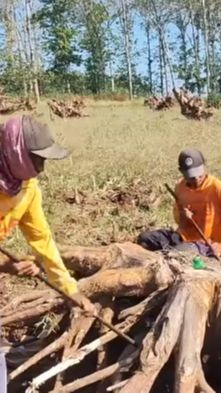 Demi Rupiah, Warga Bongkar Akar Jati Untuk Kerajian Nilainya Fantastis