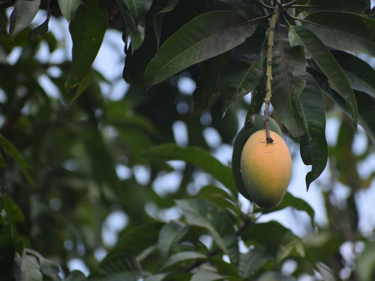 10. Arti Mimpi Teman Jatuh dari Pohon Mangga