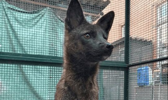 The World's's First Dog and Fox Hybrid Found in Brazil! | trstdly ...