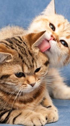 Mengenal Tradisi Mantu Kucing Masyarakat Pacitan, Tradisi Memohon Turunnya Hujan