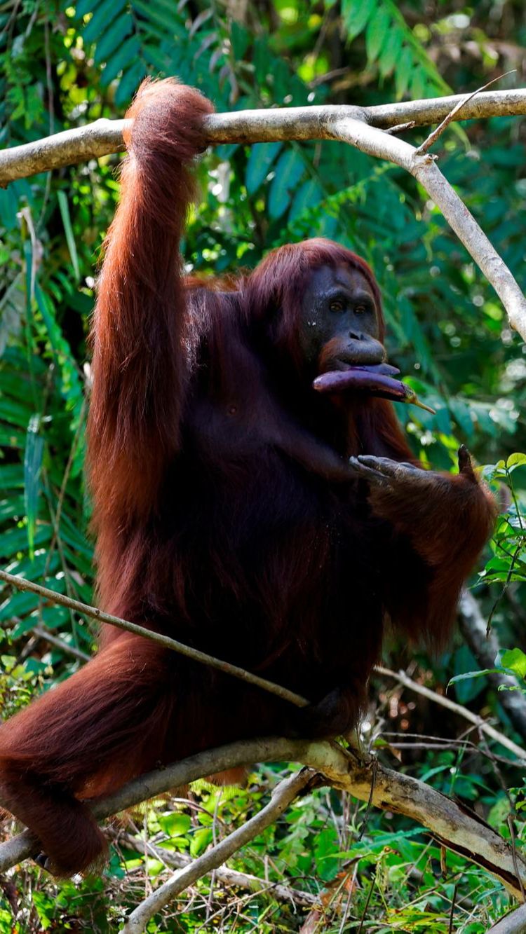 Siku dan Bahu Manusia Hasil Evolusi dari Primata yang Hidup di Pohon, Berfungsi sebagai 'Rem'
