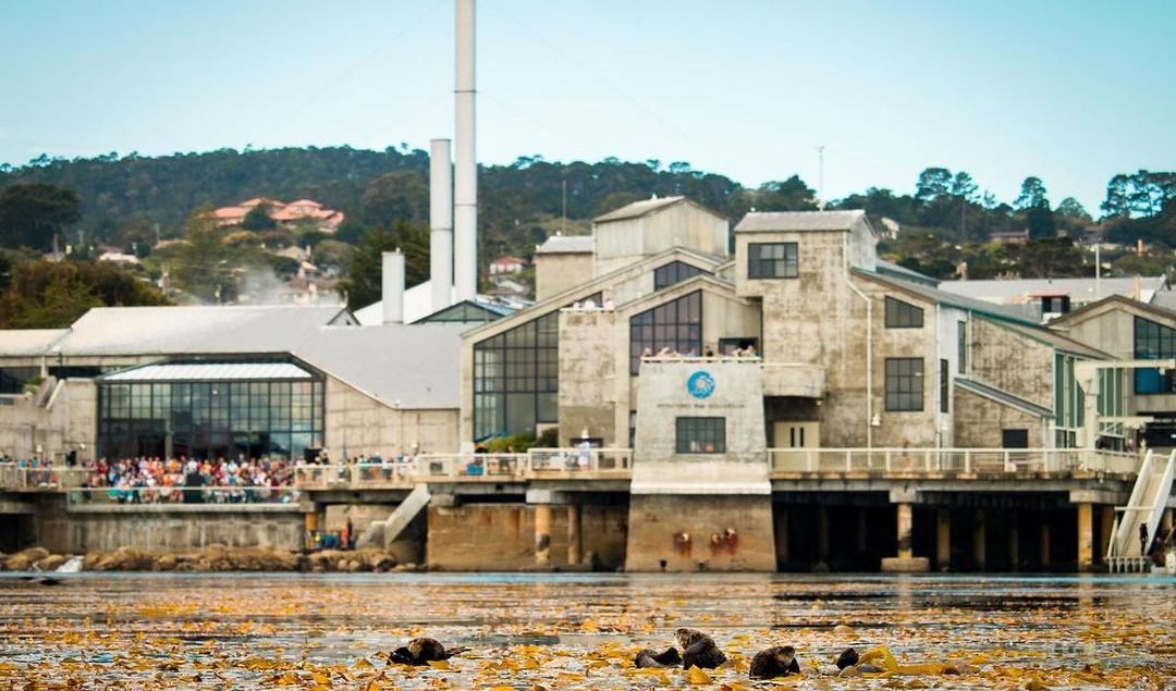 1. Visit the Monterey Bay Aquarium