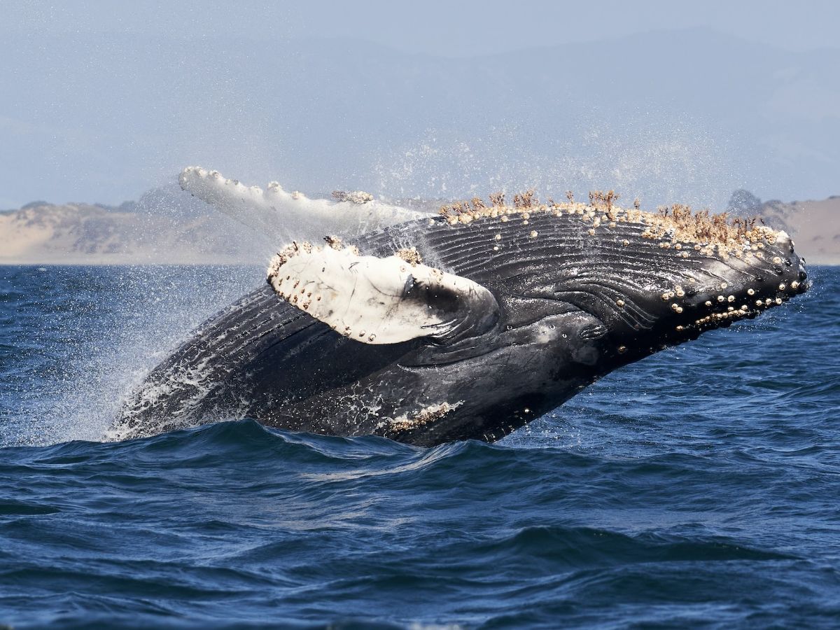 2. Take a Whale Watching Tour