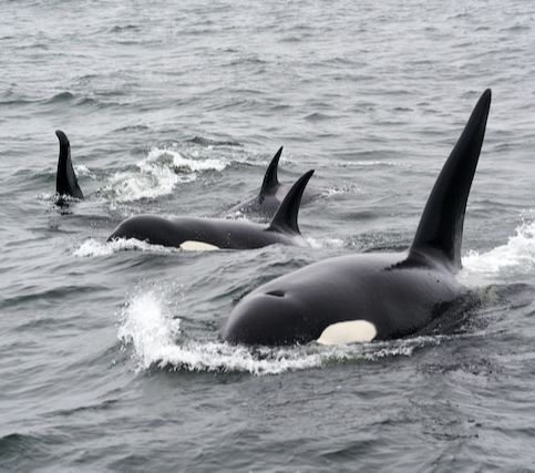 On a whale-watching tour, visitors may also see other marine life, such as dolphins, sea lions, and sea otters.