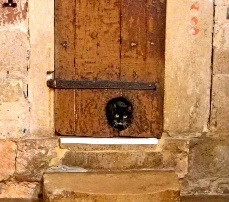 Salah satu caranya dengan menyediakan pintu khusus kucing yang biasa dibuat untuk akses keluar masuk kucing. Namun tak banyak yang tahu ide siapa pembuatan pintu kucing?