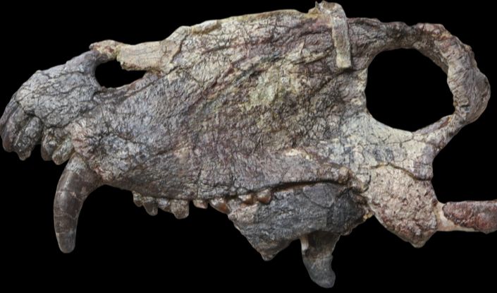 Fosil Tengkorak Pampaphoneus Biccai