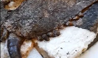 Ilmuwan Temukan Fosil Predator Raksasa Misterius, Diduga Hidup Sebelum Era Dinosaurus