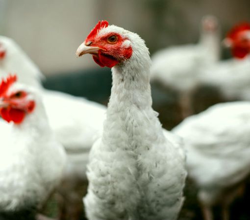 CEK FAKTA: Tidak Benar Sayap dan Leher Ayam Broiler Disuntik Hormon Penyebab Kanker