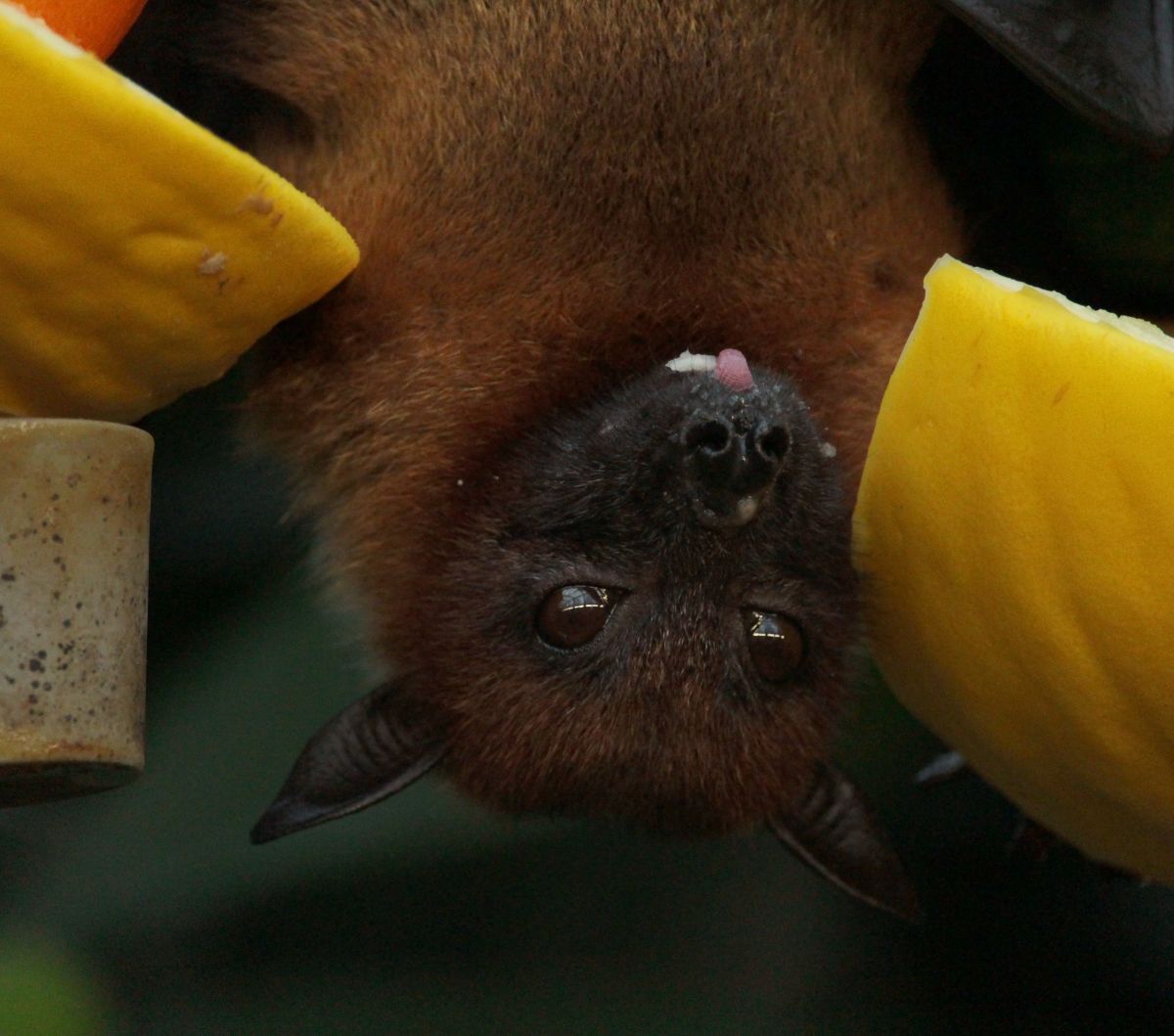 Dari COVID-19 Hingga Nipah, Mengapa Kelelawar Bisa Menjadi Penyebar Munculnya Virus?