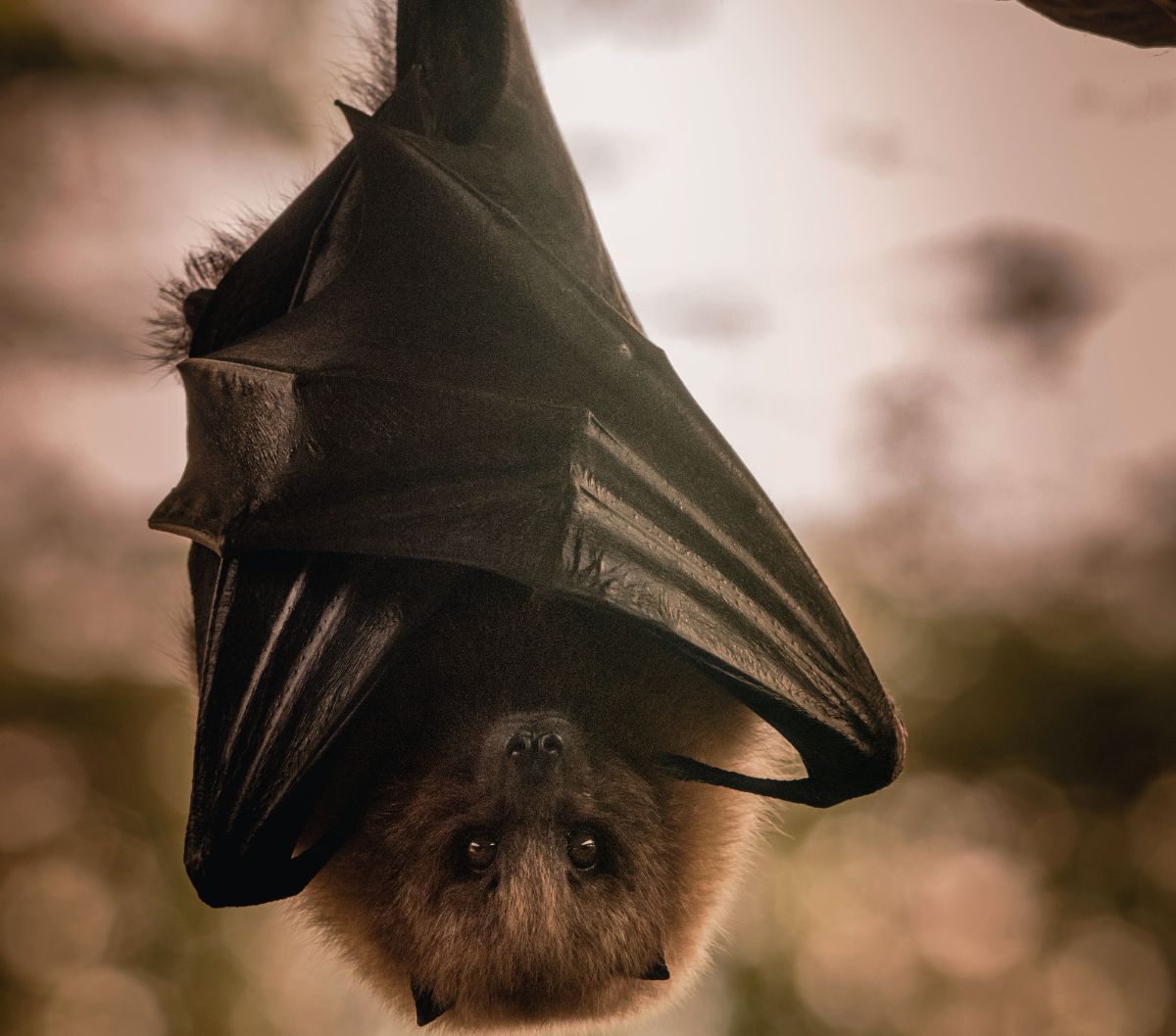 Dari COVID-19 Hingga Nipah, Mengapa Kelelawar Bisa Menjadi Penyebar Munculnya Virus?