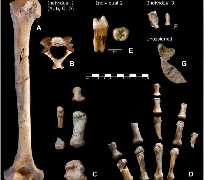 Individu dewasa dalam koleksi ini paling mencolok, dengan identifikasi sisa-sisa kedua lengannya, termasuk humerus lengkap, tangan yang hampir utuh, dan kaki, serta berbagai tulang belakang dan rusuk.
