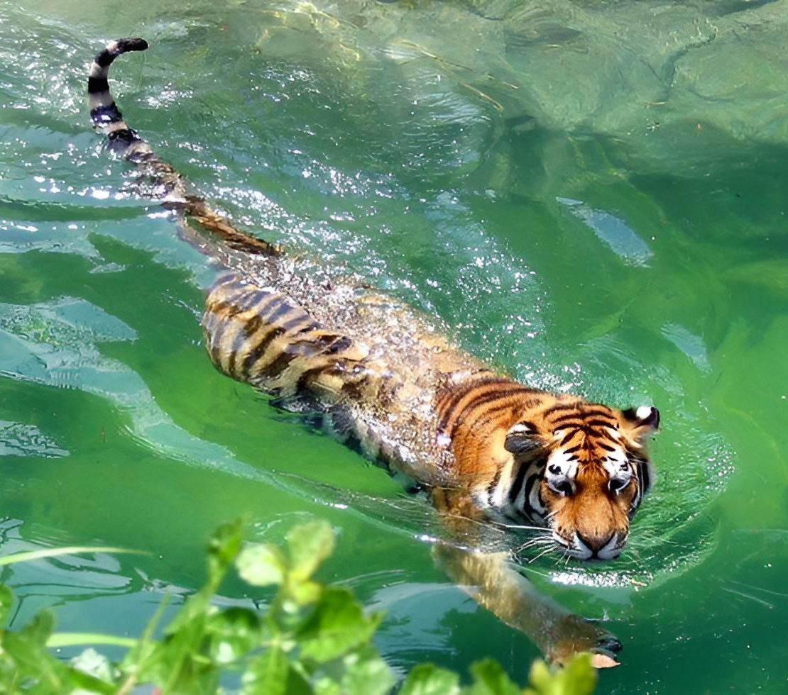 Ngakak! Bapak-Bapak Macho Auto Kocar-kacir Saat Seekor Harimau Masuk Kolam Renang