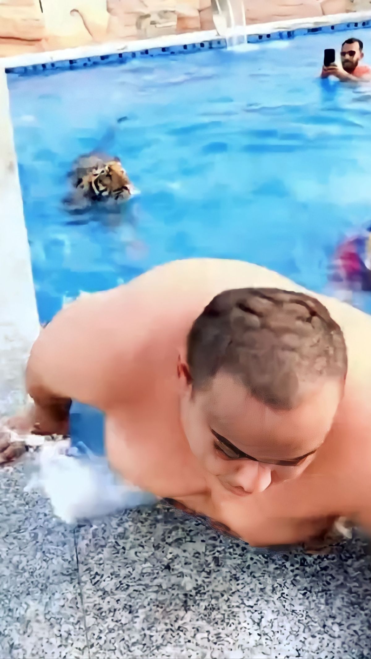 Ngakak! Bapak-Bapak Macho Auto Kocar-kacir Saat Seekor Harimau Masuk Kolam Renang