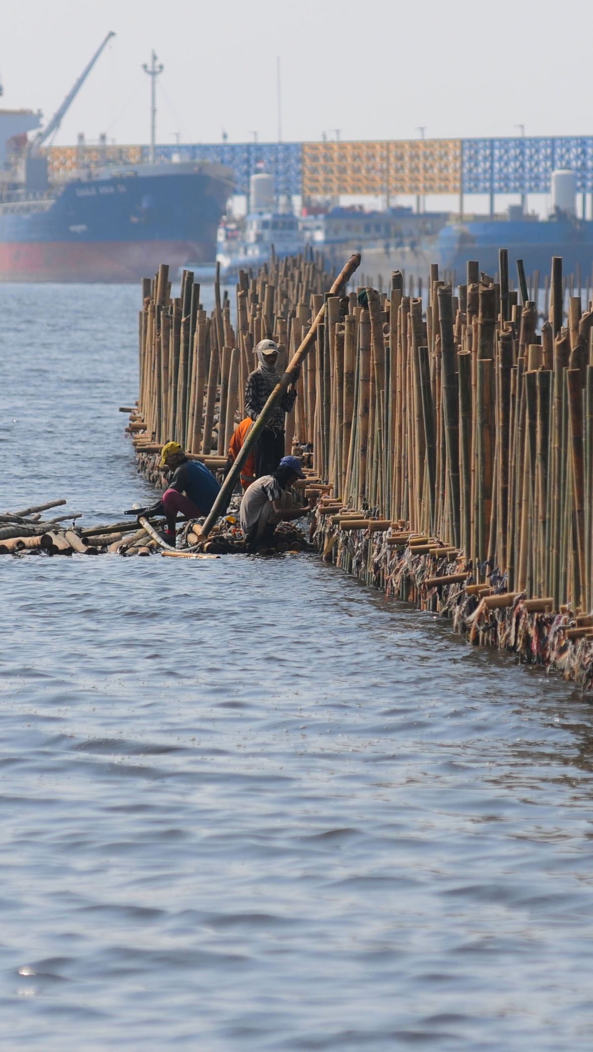 Sejumlah pekerja tampak memasang turap bambu yang menjadi penangkal abrasi di pesisir pantai kawasan Pelabuhan Marunda Center Terminal (MCT) Jurong Port JV, Tarumajaya, Bekasi, Jawa Barat (23/6/2023).