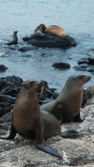 Bay Area loves its California sea lions. No so down south - Los Angeles  Times