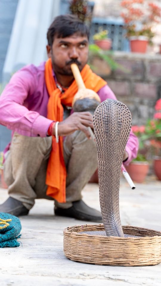 5 Interesting Facts About Snake Charming You Never Know Before