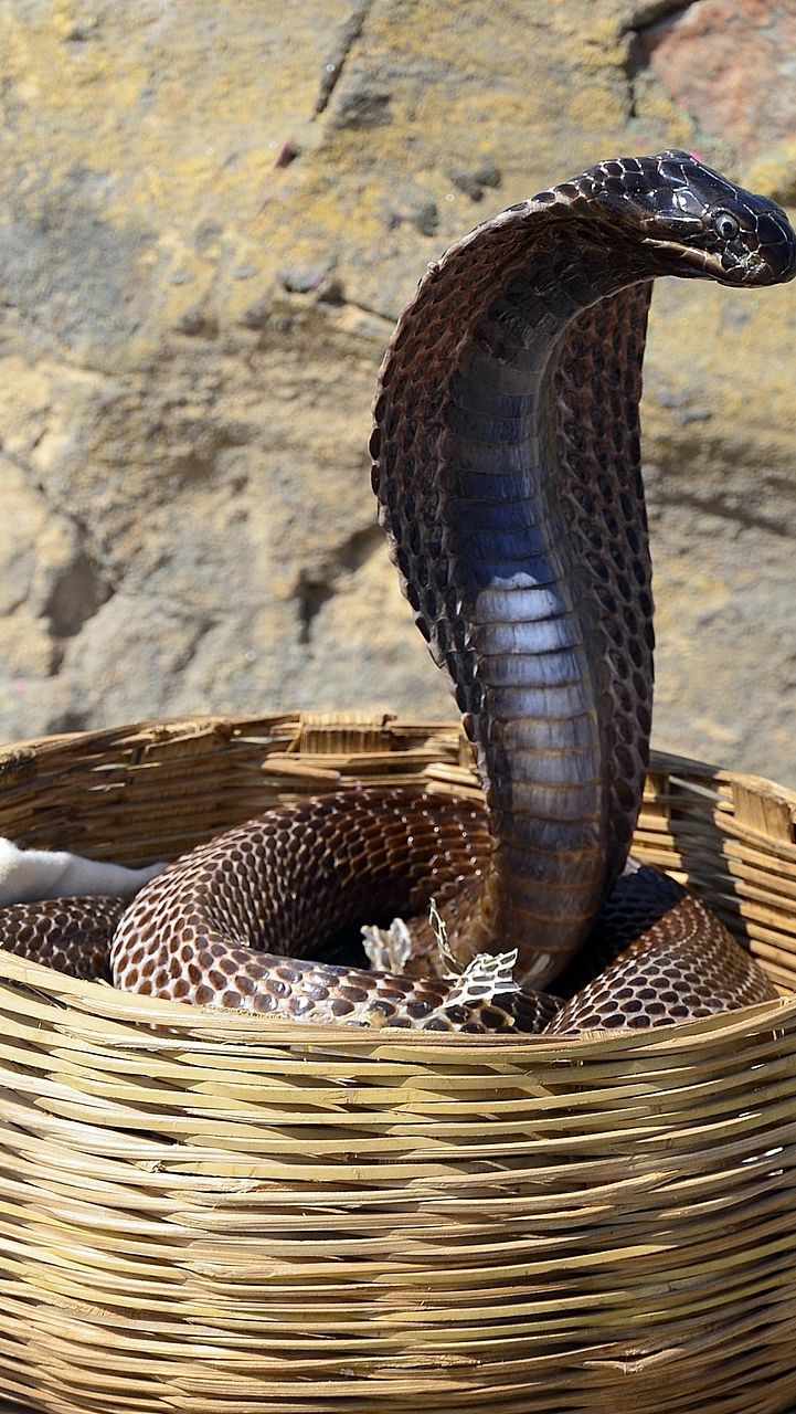 5 Interesting Facts About Snake Charming You Never Know Before