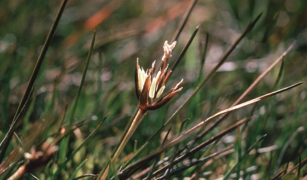 Tidak hanya sampai disitu, di beberapa wilayah lain di Antartika juga mulai ditumbuhi oleh tanam-tanaman bunga.&nbsp;