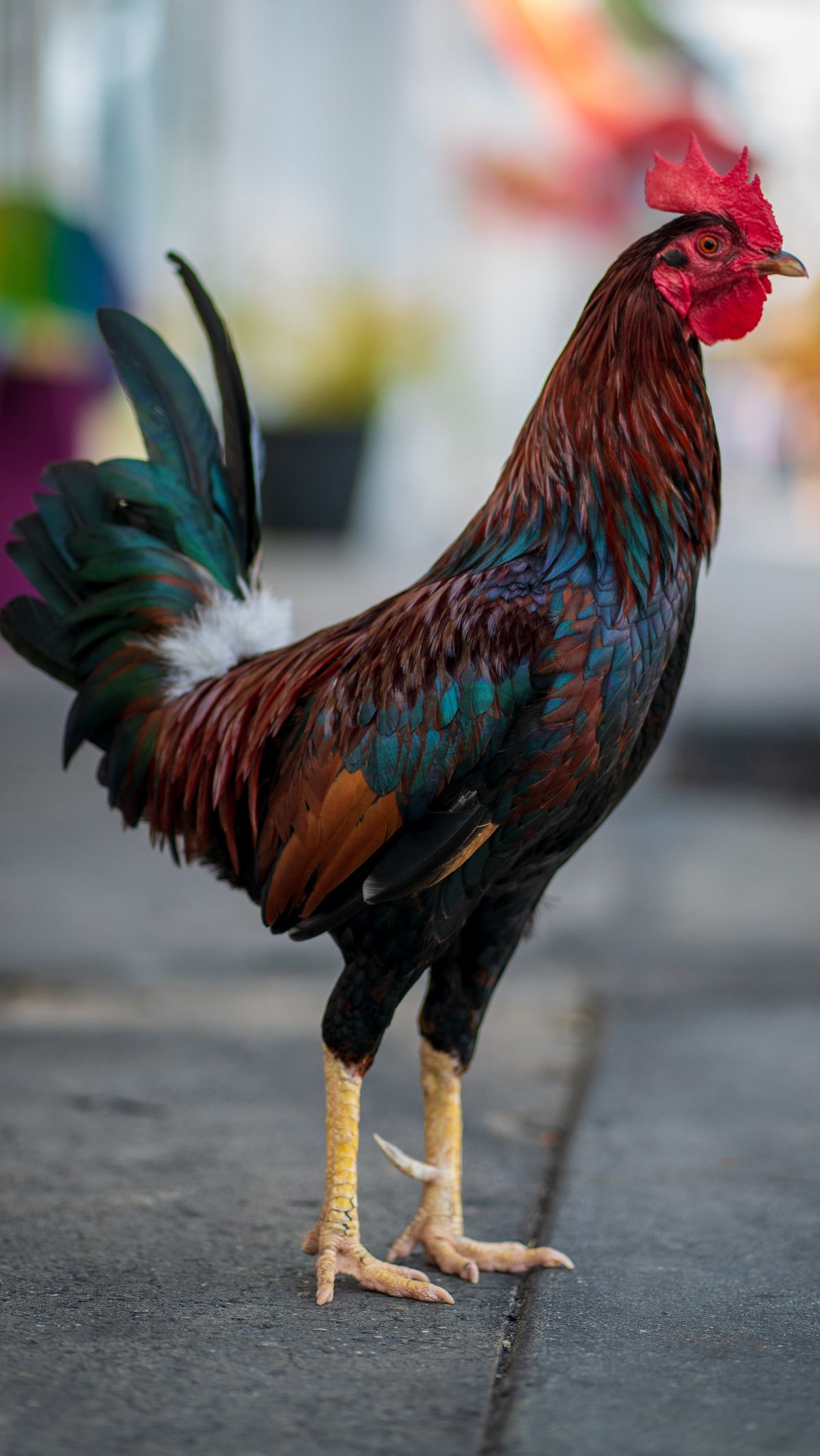 Arti Ayam Berkokok Tengah Malam Ini Mitos Dan Doa Yang Dapat Dipanjatkan