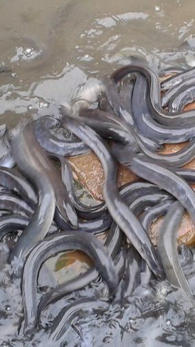 10. Ikan Sidat