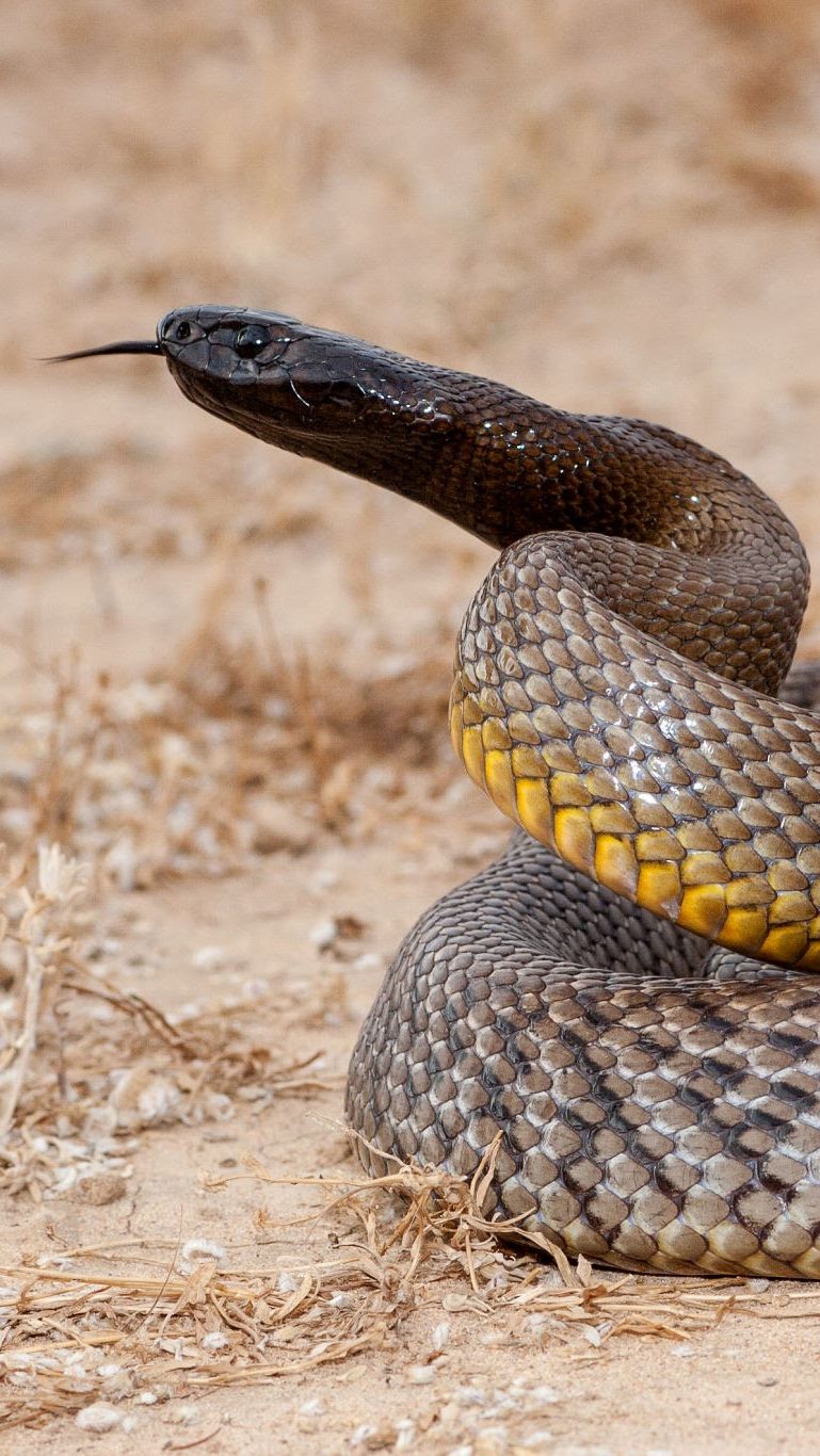 5 Animals with Most Deadly Venom You Should Know<br>