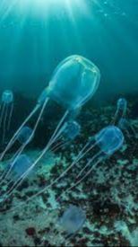 Box Jellyfish  <br>(Chironex Fleckeri)