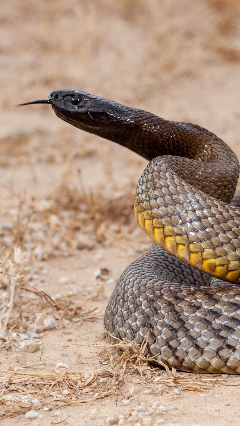 Inland Taipan <br>(Oxyuranus microlepidotus)