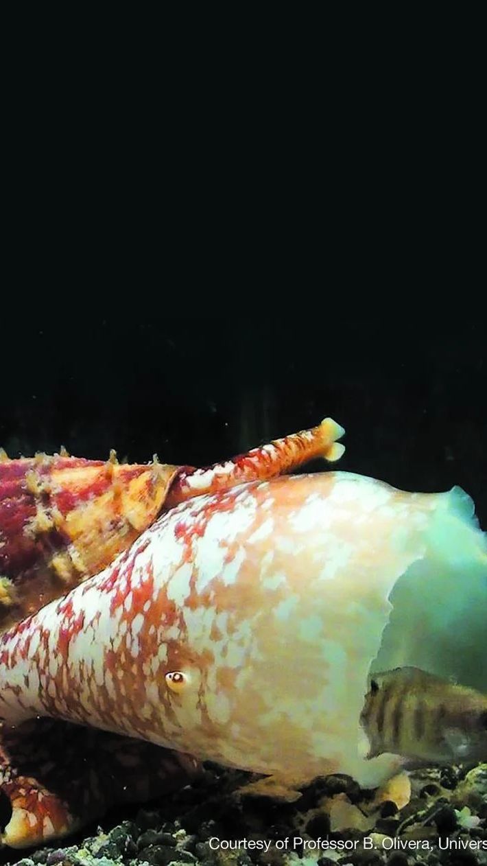 Cone Snail <br>(Conus spp.)