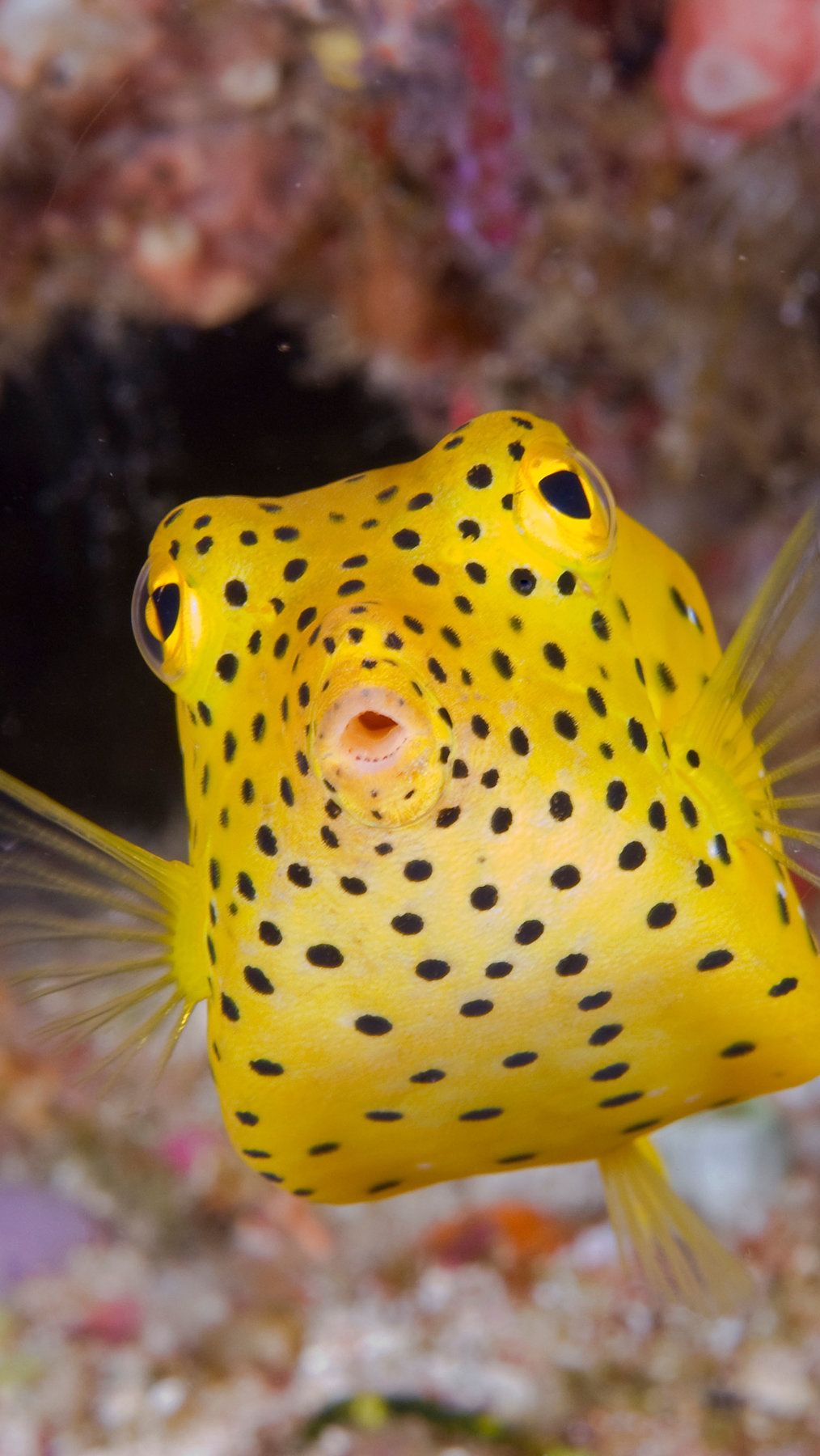 Boxfish (Ostraciidae)