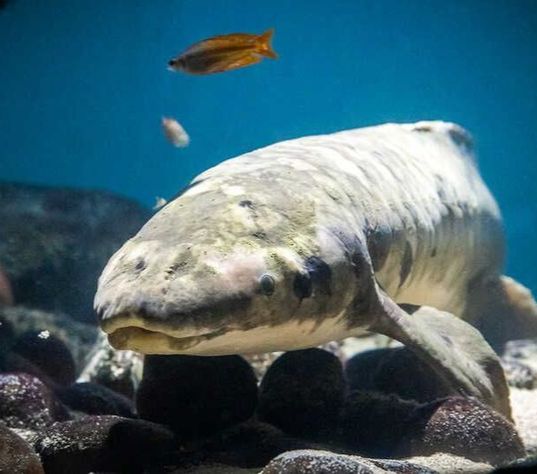 Penampakan Ikan Tertua di Dunia yang Dipelihara di Akuarium, Usianya 101 Tahun