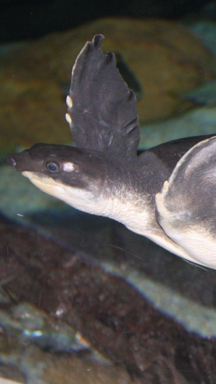 4. Kura-kura Moncong Babi (Carettochelys insculpta)