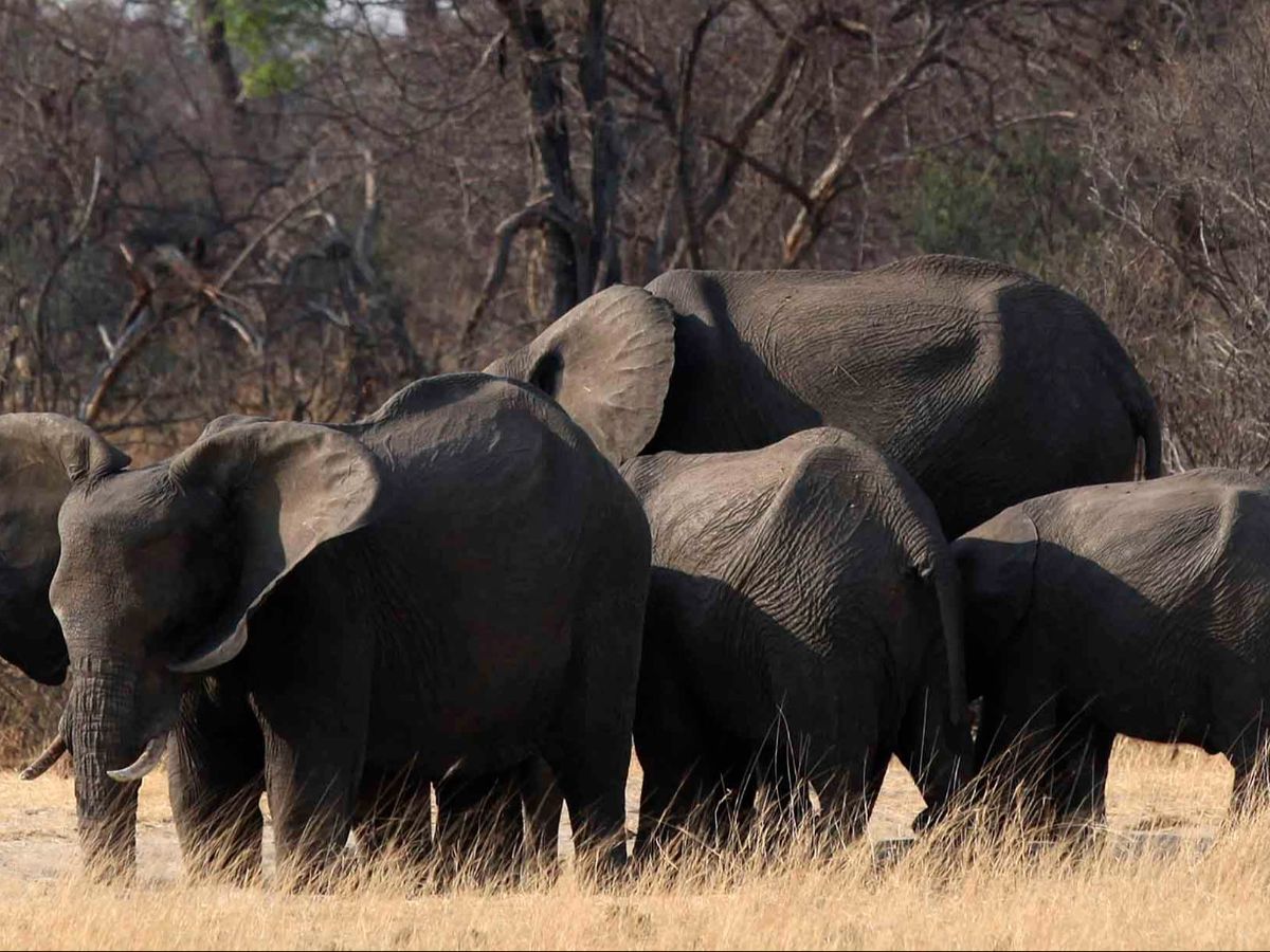 Menakjubkan! Gajah Diklaim Punya Nama Panggilan untuk Berkomunikasi Satu Sama Lain, Begini Kata Peneliti
