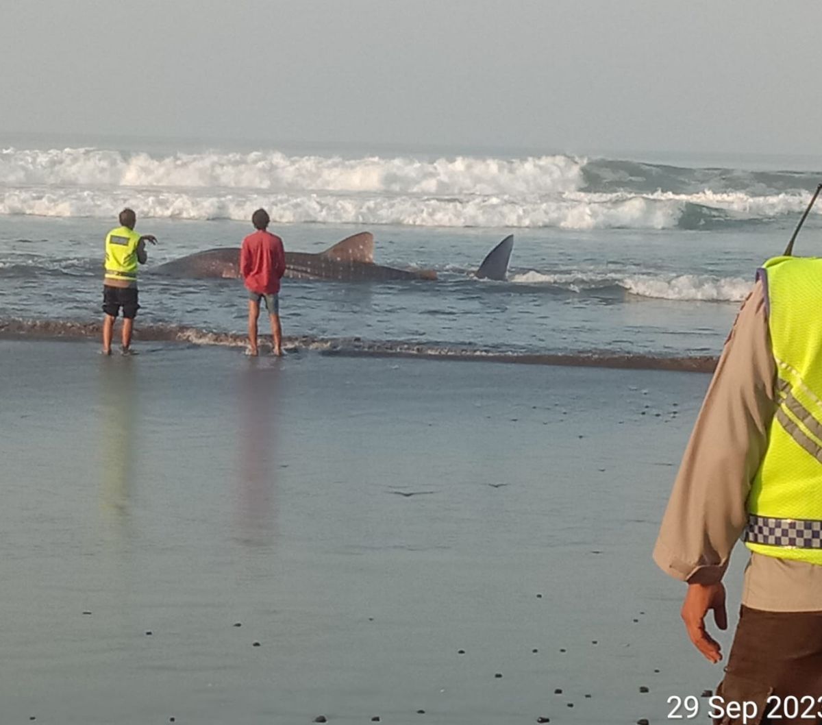 Hiu Paus Sepanjang 7 Meter Mati Terdampar di Pantai Pekutatan Bali