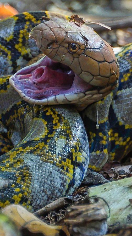 Sama-Sama Predator Puncak, Pertarungan Melelahkan King Kobra Vs Ular Piton Berlangsung 7 Jam, Endingnya Tak Terduga