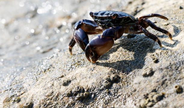 7.	Mimpi Melihat Kepiting Warna Hitam