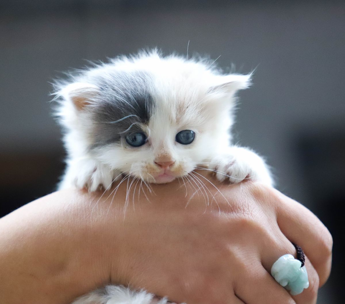 6 Arti Mimpi Menolong Kucing yang Bisa Menjadi Peringatan untuk Kehidupan
