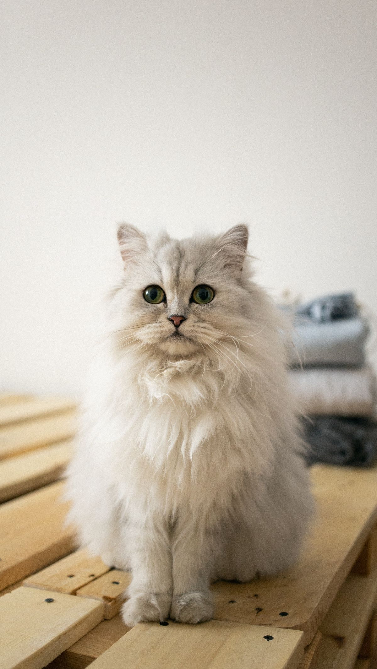 6 Arti Mimpi Menolong Kucing yang Bisa Menjadi Peringatan untuk Kehidupan