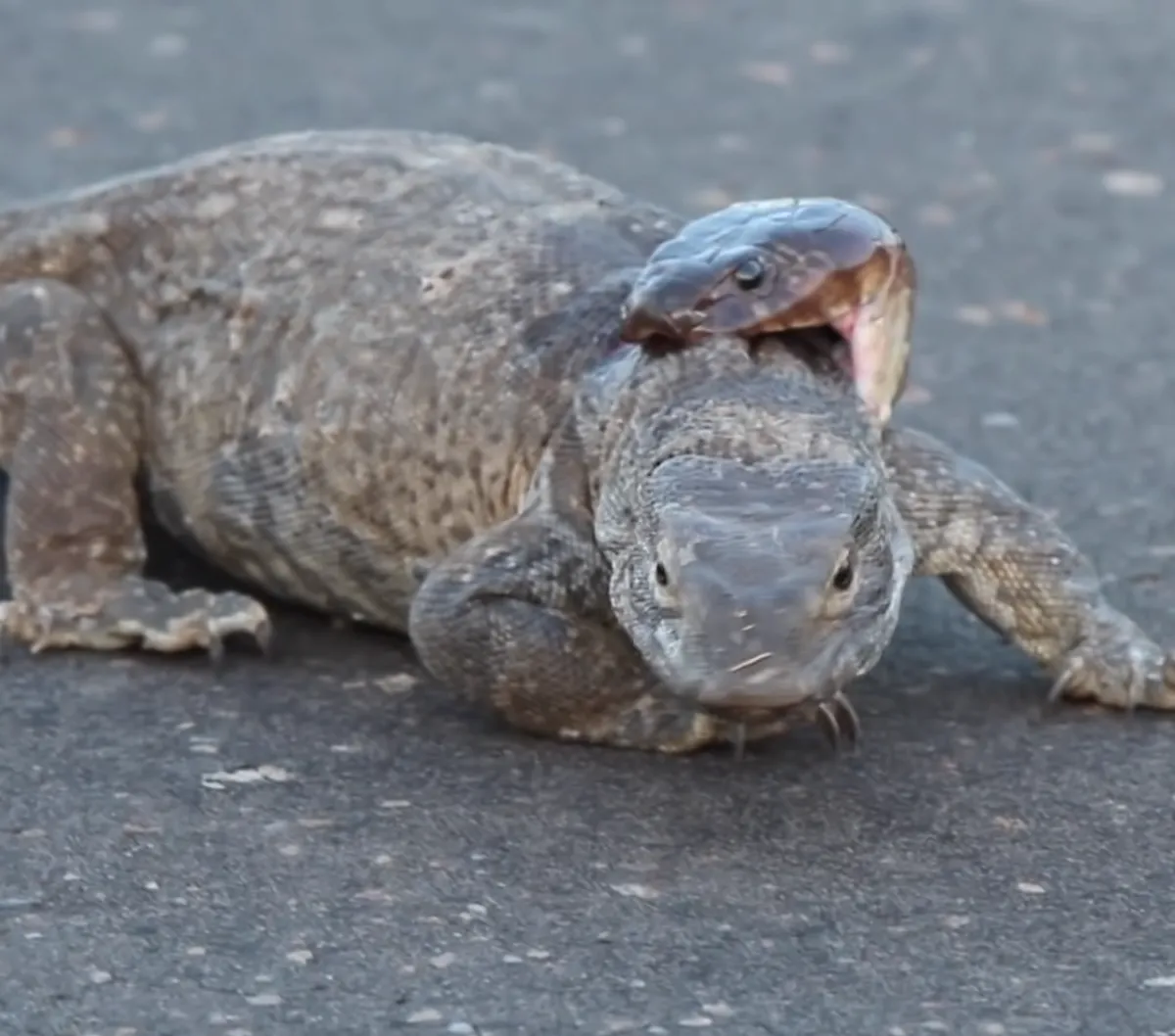Video Duel King Kobra dan Biawak, Begini Akhirnya..