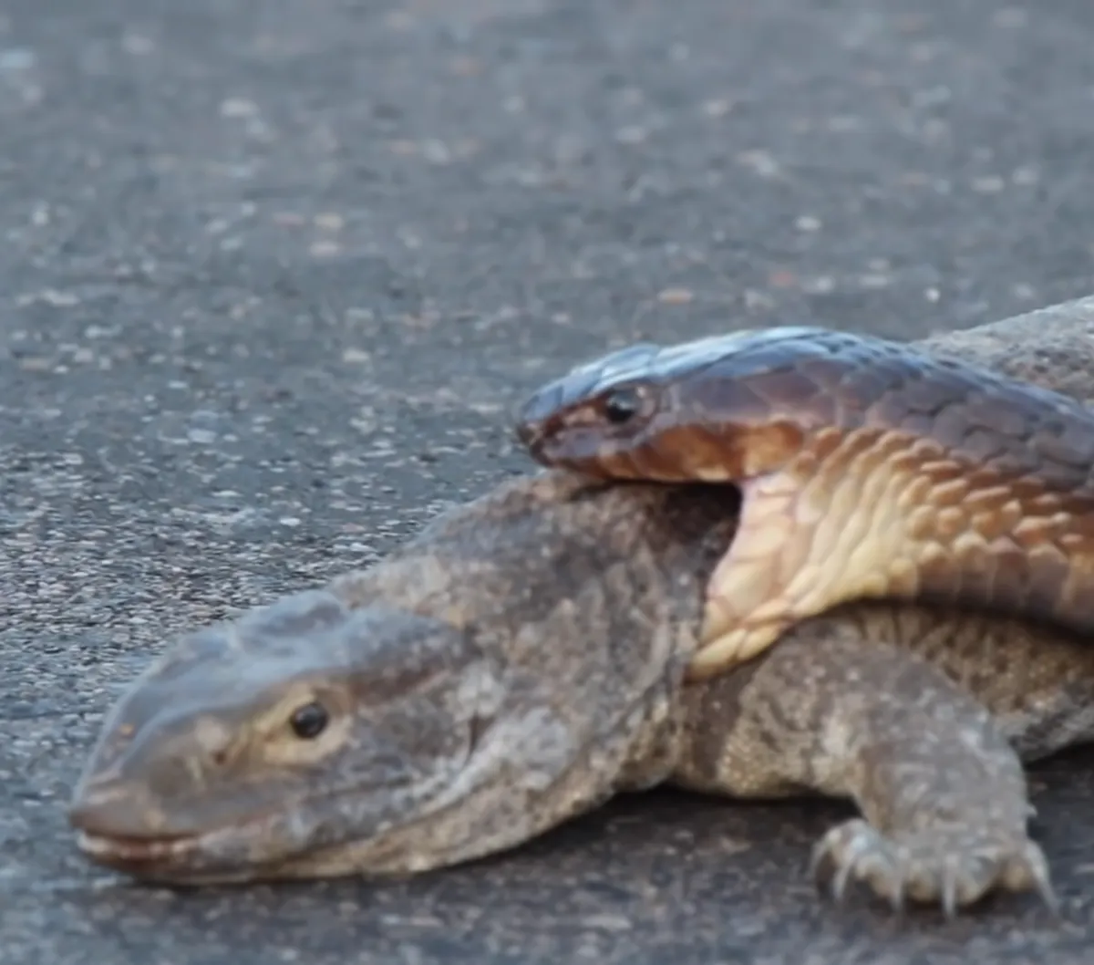 Video Duel King Kobra dan Biawak, Begini Akhirnya..