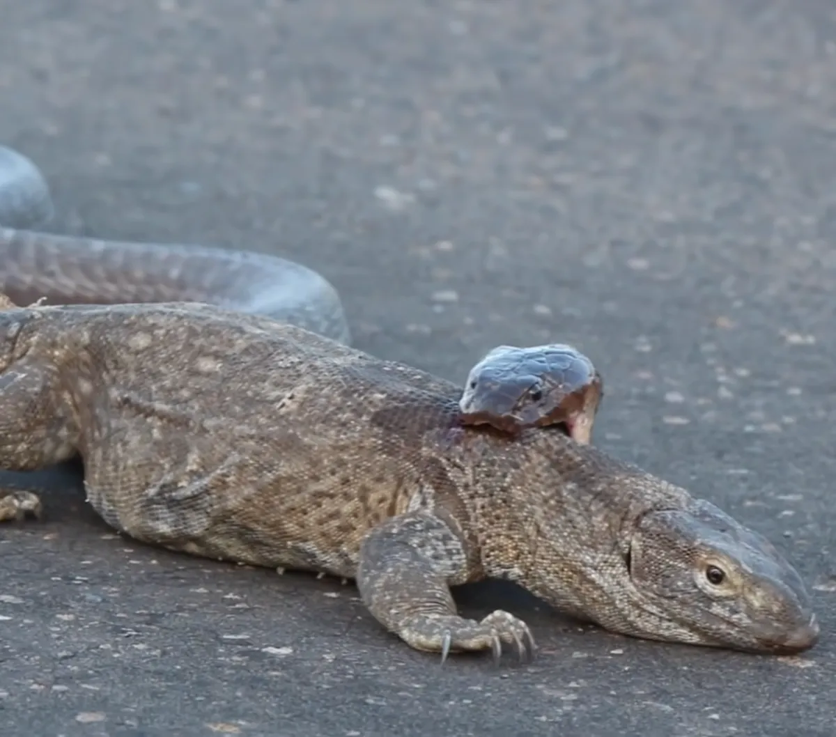 Video Duel King Kobra dan Biawak, Begini Akhirnya..