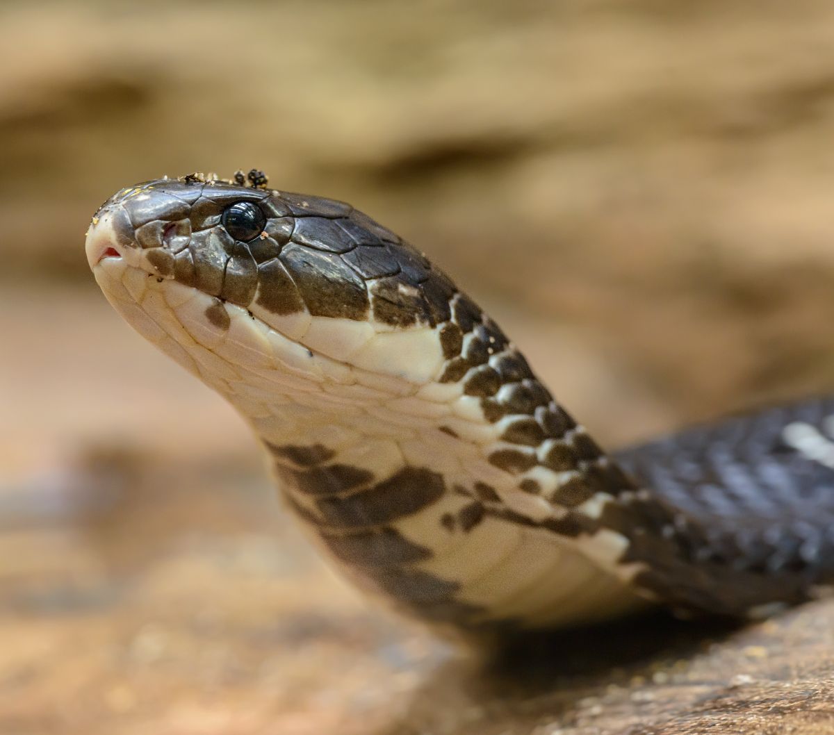 Video Duel King Kobra dan Biawak, Begini Akhirnya..