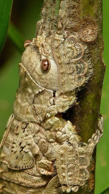 Besides running or fighting back, some animals use camouflage techniques to hide from predators.
