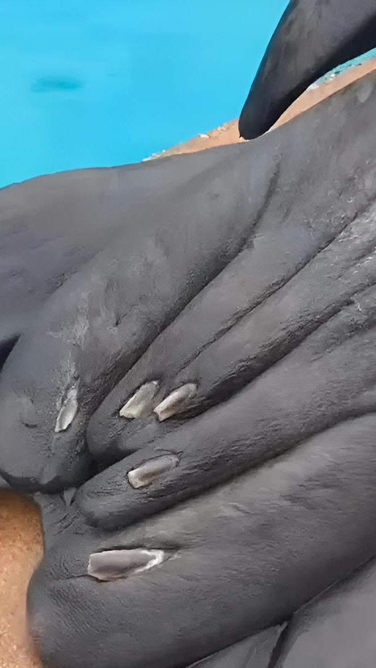 Ternyata anjing laut maupun singa laut memiliki kuku yang akan dipotong jika dirasa terlalu panjang.