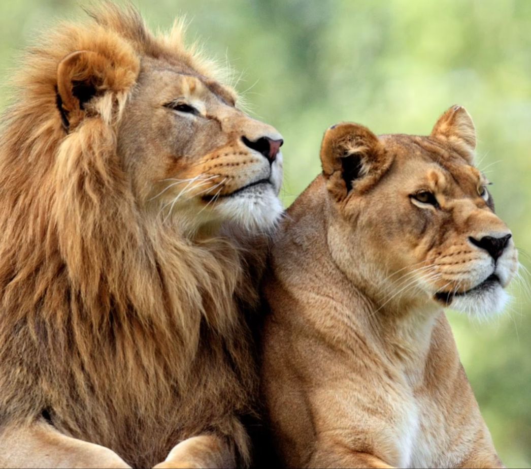 This Zookeeper Was Attacked By A Lion But Saved By A Lionesse