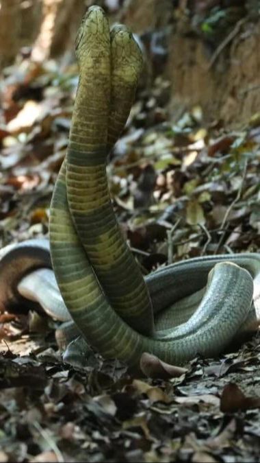 Viral Video Pertarungan King Kobra Raksasa Vs Ular Piton di Kebun Sawit, Siapa yang Menang?